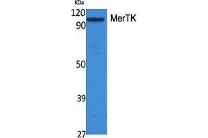 Western Blot (WB) analysis of specific cells using MerTK Polyclonal Antibody.