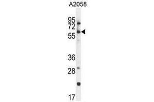 CCDC148 Antikörper  (Middle Region)