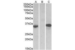 HEK293 lysate (10µg protein in RIPA buffer) over expressing Human CMA1 with DYKDDDDK tag probed with this antibody (0. (CMA1 Antikörper  (Internal Region))