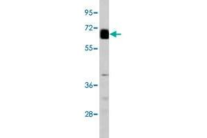 Western blot analysis of GPC3 polyclonal antibody  in mouse lung tissue. (Glypican 3 Antikörper  (AA 530-560))