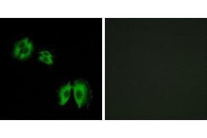 Peptide - +Immunohistochemistry analysis of paraffin-embedded human heart tissue using B3GALT2 antibody. (B3GALT2 Antikörper)