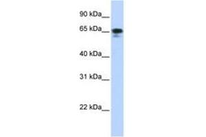 Image no. 1 for anti-Zinc Finger Protein 276 (ZNF276) (AA 180-229) antibody (ABIN6742730)