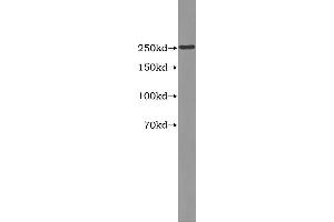 Western Blotting (WB) image for Apolipoprotein B (APOB) ELISA Kit (ABIN1113522) (APOB ELISA Kit)