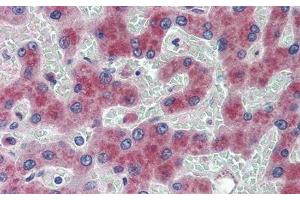 Detection of AngI in Human Liver Tissue using Polyclonal Antibody to Angiotensin I (AngI) (AGT Antikörper)