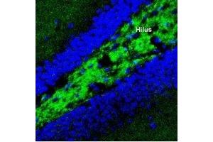 Expression of Synaptotagmin-I in mouse hippocampusImmunohistochemical staining of perfusion-fixed frozen mouse brain sections using Anti-Synaptotagmin-1 (SYT1) Antibody (ABIN7043793, ABIN7044648 and ABIN7044649), (1:400), followed by anti-rabbit-Alexa-488 antibody. (Synaptotagmin I (SYT1) Peptid)