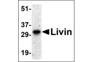 Western blot analysis of Livin expression in human Raji cell lysate with this product at 0. (BIRC7 Antikörper  (AA 264-280))
