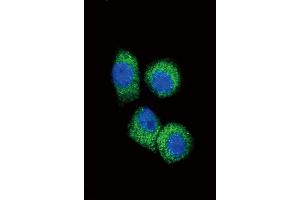Immunofluorescence (IF) image for anti-Chemokine (C-C Motif) Ligand 2 (CCL2) (AA 62-89), (C-Term) antibody (ABIN390653)