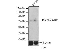 Western blot analysis of extracts of HT-29 cells, using Phospho-Chk1-Ser280 antibody (ABIN3019445, ABIN3019446, ABIN3019447 and ABIN6225372) at 1:1000 dilution. (CHEK1 Antikörper  (pSer280))