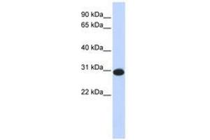 Image no. 1 for anti-Calcium Modulating Ligand (CAMLG) (AA 36-85) antibody (ABIN6741026) (CAMLG Antikörper  (AA 36-85))