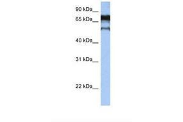 ZNF780B antibody  (AA 74-123)