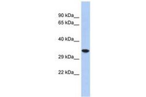 Image no. 1 for anti-Cellular Repressor of E1A-Stimulated Genes 2 (CREG2) (AA 35-84) antibody (ABIN6741238) (CREG2 Antikörper  (AA 35-84))