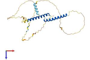 ASCL2 Protein (AA 1-263) (His tag)