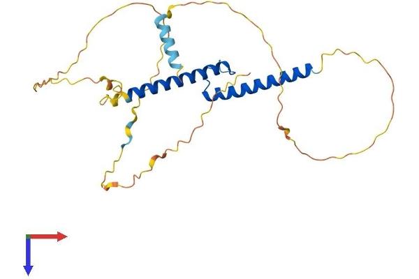 ASCL2 Protein (AA 1-263) (His tag)