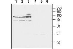 Western blot analysis of rat brain lysates (lanes 1 and 4), mouse brain lysates (lanes 2 and 5) and human SH-SY5Y neuroblastoma cell lysates (lanes 3 and 6): - 1-3. (SLC8A3 Antikörper  (3rd Intracellular Loop))