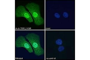PIWIL1 Antikörper  (Internal Region)