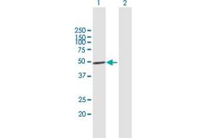 Western Blot analysis of IRF1 expression in transfected 293T cell line by IRF1 MaxPab polyclonal antibody. (IRF1 Antikörper  (AA 1-325))