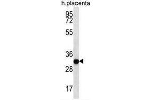 COPS7A Antibody (C-term) western blot analysis in human placenta tissue lysates (35µg/lane).