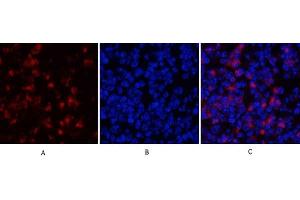 Immunofluorescence analysis of mouse spleen tissue. (MYD88 Antikörper  (Internal Region))