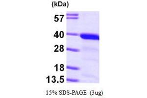 SDS-PAGE (SDS) image for Geranylgeranyl Diphosphate Synthase 1 (GGPS1) (AA 1-300) protein (His tag) (ABIN667204) (GGPS1 Protein (AA 1-300) (His tag))