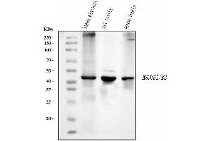 Western blot analysis of HSD3B1 using anti-HSD3B1 antibody (ABIN7600267).