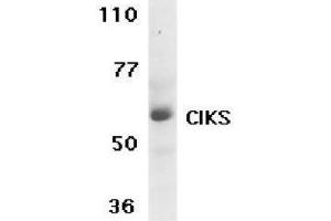 Western Blotting (WB) image for anti-TRAF3 Interacting Protein 2 (TRAF3IP2) (C-Term) antibody (ABIN2472995) (TRAF3IP2 Antikörper  (C-Term))