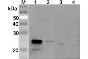 Western blot analysis using anti-GPX3 (mouse), pAb  at 1:2'000 dilution. (GPX3 Antikörper)
