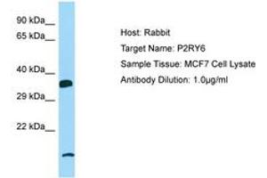 Image no. 1 for anti-Pyrimidinergic Receptor P2Y, G-Protein Coupled, 6 (P2RY6) (AA 109-158) antibody (ABIN6750124) (P2RY6 Antikörper  (AA 109-158))