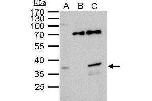 IP Image WBSCR22 antibody immunoprecipitates WBSCR22 protein in IP experiments.