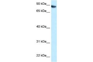 Western Blot: 1. (MEG3 Antikörper  (C-Term))