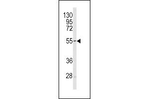 Western blot analysis of Sestrin-1 antibody (C-term) (ABIN391992 and ABIN2841780) in mouse heart tissue lysates (35 μg/lane). (SESN1 Antikörper  (C-Term))