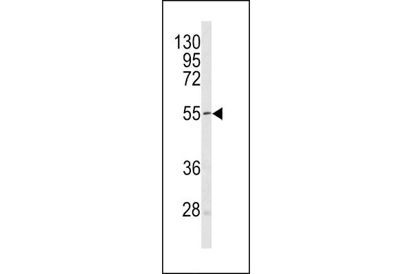 SESN1 Antikörper  (C-Term)