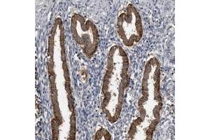Immunohistochemical staining of human corpus, uterine with CMTM6 polyclonal antibody  strong cytoplasmic positivity in glandular cells.