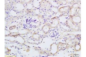 Immunohistochemistry (Paraffin-embedded Sections) (IHC (p)) image for anti-Tumor Necrosis Factor (Ligand) Superfamily, Member 18 (TNFSF18) (AA 101-199) antibody (ABIN740535)