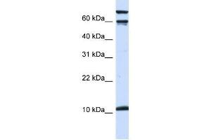 GAL antibody (70R-10548) used at 0.