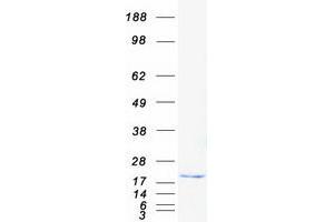 Validation with Western Blot (FIL1d Protein (Transcript Variant 1) (Myc-DYKDDDDK Tag))