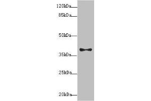 Western blot All lanes: PDCD2L antibody at 1. (PDCD2L Antikörper  (AA 1-358))