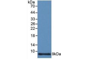 Detection of Recombinant CCL3, Human using Polyclonal Antibody to Macrophage Inflammatory Protein 1 Alpha (MIP1a) (CCL3 Antikörper  (AA 24-92))