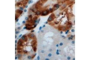 Immunohistochemical analysis of AMY1 staining in mouse kidney formalin fixed paraffin embedded tissue section. (Alpha-amylase 1 Antikörper)
