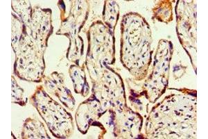 Immunohistochemistry of paraffin-embedded human placenta tissue using ABIN7155729 at dilution of 1:100 (HOXA9 Antikörper  (AA 1-190))