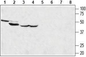 Western blot analysis of rat kidney (lanes 1 and 5), rat skeletal muscle (lanes 2 and 6), rat brain (lanes 3 and 7) and mouse brain (lanes 4 and 8) lysates: - 1-4. (MCU Antikörper  (Mitochondrial Matrix, N-Term))