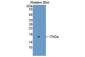 Western Blotting (WB) image for anti-Cystatin C (CST3) (AA 21-140) antibody (ABIN1077967)