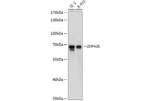 Western blot analysis of extracts of various cell lines, using ZNF426 antibody (ABIN7271485) at 1:1000 dilution. (ZNF426 Antikörper  (AA 150-270))