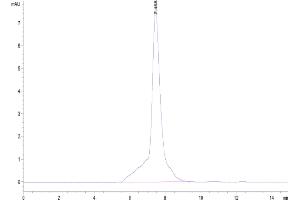 The purity of Mouse 4-1BB is greater than 95 % as determined by SEC-HPLC. (CD137 Protein (AA 24-211) (His tag))