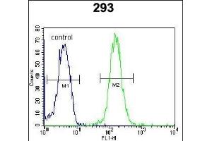 ZBTB10 Antibody (C-term) (ABIN654530 and ABIN2844249) flow cytometric analysis of 293 cells (right histogram) compared to a negative control cell (left histogram). (ZBTB10 Antikörper  (C-Term))