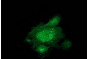 Anti-MAPRE2 mouse monoclonal antibody (ABIN2454497) immunofluorescent staining of COS7 cells transiently transfected by pCMV6-ENTRY MAPRE2 (RC200259). (MAPRE2 Antikörper)