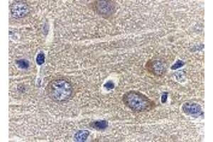 Immunohistochemistry of adiponectin in rat brain tissue with adiponectin antibody at 1 μg/ml. (ADIPOQ Antikörper  (N-Term))