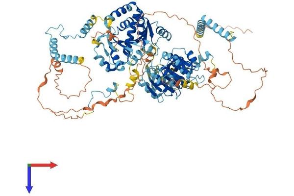 DDX54 Protein (AA 1-874) (His tag)