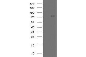 Image no. 3 for anti-Myoneurin (MYNN) (AA 10-300) antibody (ABIN1490792) (Myoneurin Antikörper  (AA 10-300))