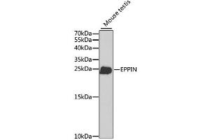 Western blot analysis of extracts of mouse testis, using EPPIN antibody. (Eppin Antikörper)
