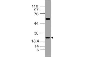 Image no. 1 for anti-Fibroblast Growth Factor 20 (FGF20) antibody (ABIN5027715) (FGF20 Antikörper)